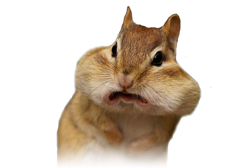 404 image of a very shocked squirrel, letting you know you are lost.